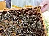 Chodov podpoří včelaře, jejichž med si odváží i návštěvníci města.