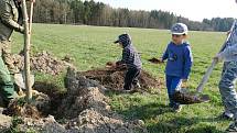 Javory s originálními jmény, která vymyslely děti z tamní školy a školky, vysázeli malí i velcí v Drmoulu.