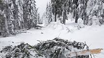 Situace v lesích je kvůli množství sněhu nebezpečná a nedoporučuje se do nich v některých lokalitách vstupovat.