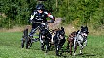 Abertamský sprint přilákal na start závodu devadesátku mašérů, kteří se představili v patnácti kategoriích. 