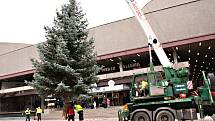 Vánoční strom v Karlových Varech už stojí.