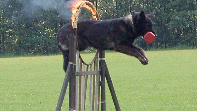 Fena německého ovčáka Gita se na ašském kynologickém cvičišti nezastavila ani před hořící obručí.