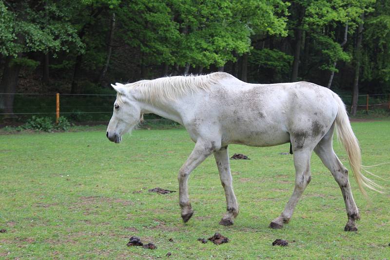 Na farmě Kozodoj v Karlových Varech žije hned několik zvířecích veteránů. Každá zvíře má právo tu dožít.