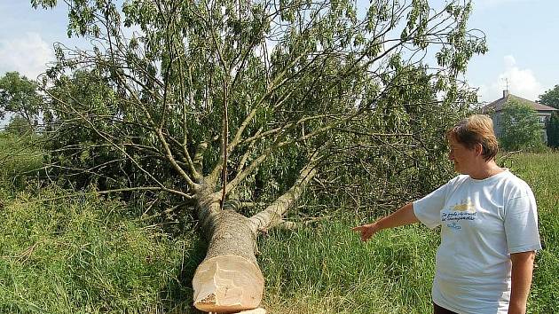 Rozálie Petridesová ukazuje na zdravý strom, který byl o tomto víkendu pokácen.