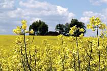 Řada zemědělců pěstuje díky pobídkám státu a Evropské unie plodiny, které pak končí jako biomasa pro kotelny nebo se z nich vyrábí bionafta.