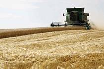 V karlovarském kraji už začala i sklizeň pšenice.