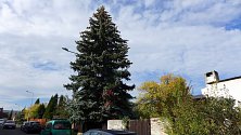 Patnáctiletý stříbrný smrk, který byl vybrán za letošní vánoční strom v Karlových Varech, stále stojí ve Dvorech.