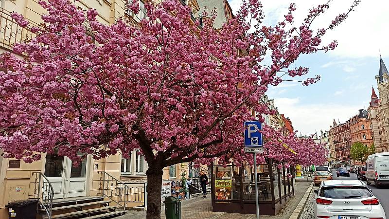 Takto nádherná je Moskevská ulice jen pár dnů v roce.