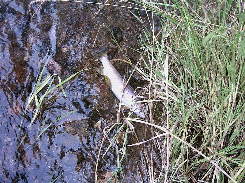 Otrávený potok. Čtvrteční otrava Vitického potoka způsobila škody na rybí obsádce. Nyní se sčítají škody, které znečištění potoka způsobilo.