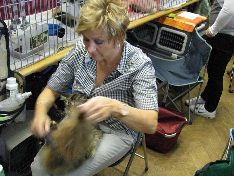 Přes sto chovatelů a minimálně jednou tolik koček se muselo vejít do karlovarského Lidového domu na víkendovou Mezinárodní výstavu koček.