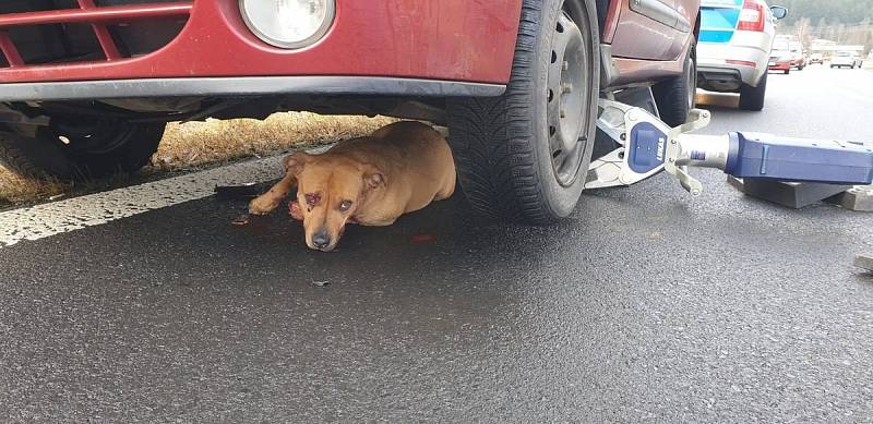 Pod vozem zaklíněného psa vyprostili hasiči, nadzvedli auto