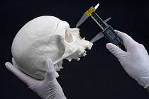 K vidění během výstavy budou i unikátní kosti. Zajímavým exponátem je hlava mumie a mumifikované ruce.