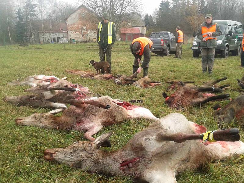 Poslední dva měsíce v roce mají zvláště nimrodi v oblibě. Kromě oblíbených mysliveckých tanečních zábav jim totiž začínají doslova lovecké žně.