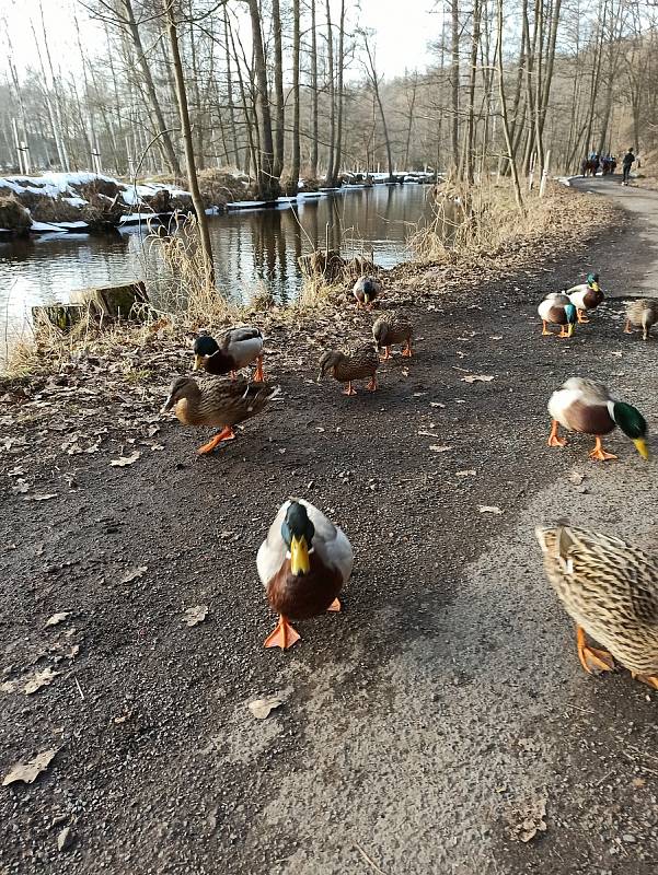 Cesta na farmu Kozodoj patří k jedněm nejkrásnějším místům, co může okolí Karlových Varů nabídnout.