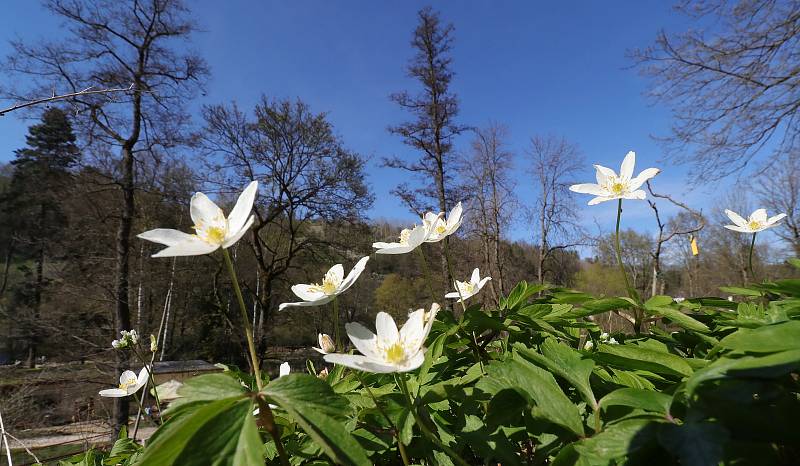 Z Bečovské botanické zahrady.