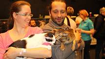 V Karlových Varech se konal 42. a 43. ročník Mezinárodní výstavy koček. K vidění bylo téměř dvě stovky koček mnoha plemen.