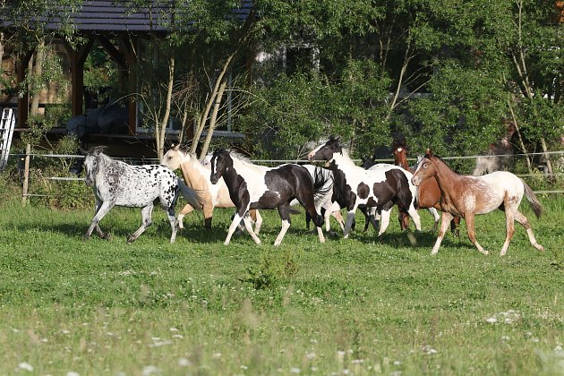 Děti se na táboře starají o koně a jezdí na nich, pečují o ostatní zvířátka na ranči, koupají se s koňmi, grilují, hrají koňský fotbal a mnoho dalšího.