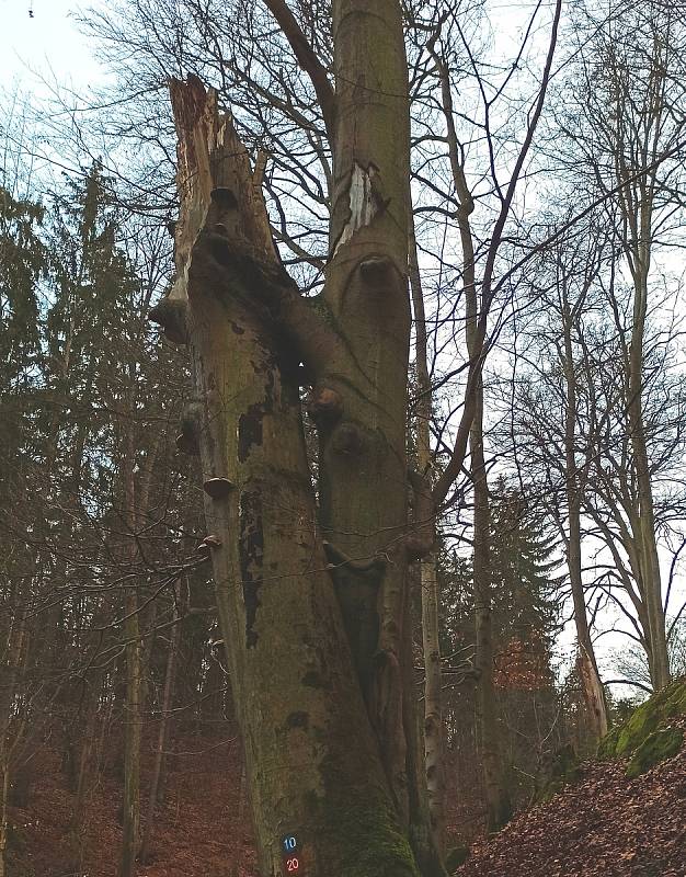 Stromy v karlovarských lázeňských lesích vytvářejí zajímavé úkazy.