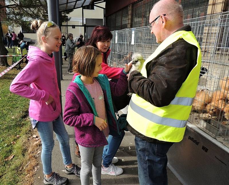 Chovatelská výstava v Kladně-Rozdělově. Tamní základní organizace slaví letos 110 let od založení.