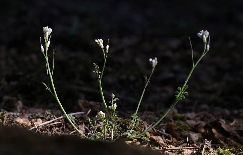 Z Bečovské botanické zahrady.