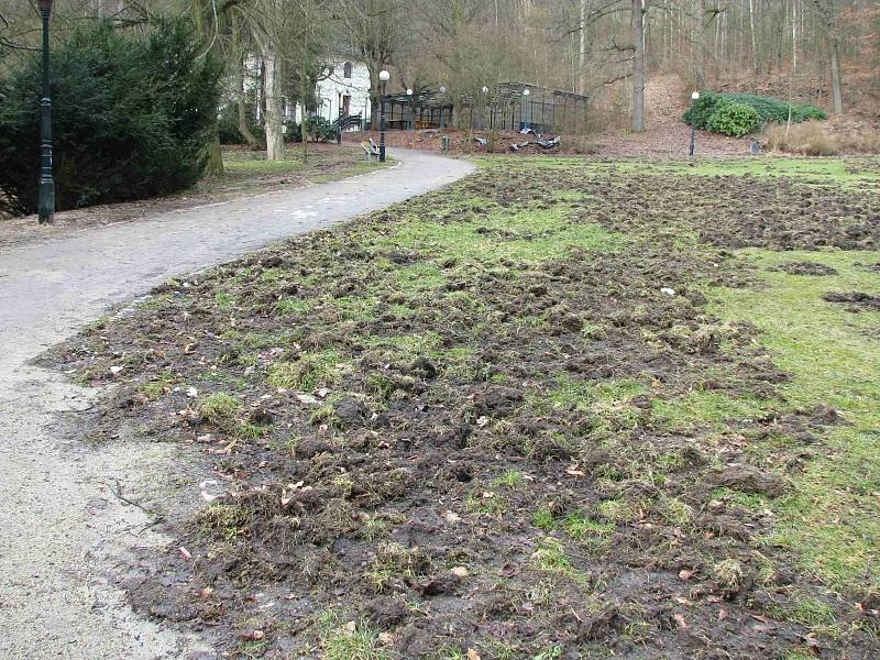 Jak pole po hluboké orbě vypadá louka mezi ulici Krále Jiřího a restaurací Malé Versailles. To je práce divočáků.