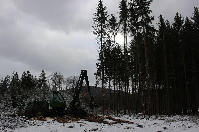 Harvestory jsou velkými pomocníky i Lázeňských lesů. Nyní zpracovávají kalamitu poblíž policejní střelnice nad Hubertusem.