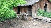 Na farmě Kozodoj v Karlových Varech žije hned několik zvířecích veteránů. Každá zvíře má právo tu dožít.