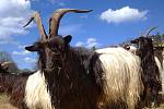 Kozy se staly stálými obyvateli svahu u Thermalu