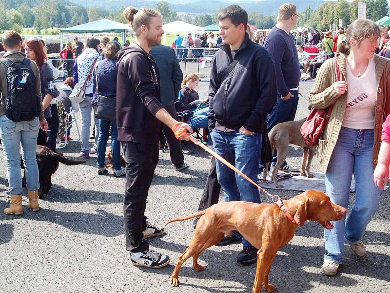 NA SVÉ PSY jsou jejich majitelé opravdu pyšní. Ať už je to velkolepý pudl jako ze šlehačky nebo malý „kapesní“ pejsek.