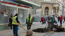 PTAČÍ TŘEŠNĚ se od začátku tohoto týdne vysazují na hlavní třídě T.G. Masaryka v Karlových Varech.