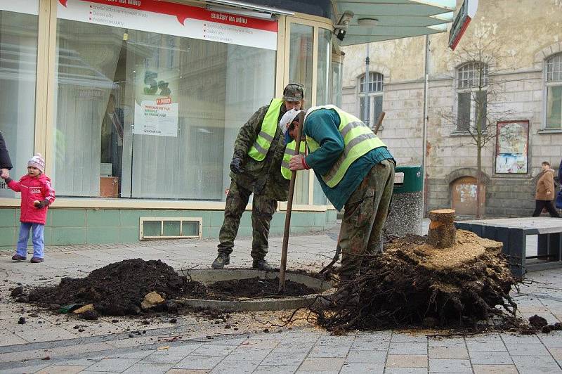 PTAČÍ TŘEŠNĚ se od začátku tohoto týdne vysazují na hlavní třídě T.G. Masaryka v Karlových Varech.