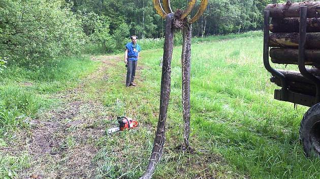 Šestimetrového škrtiče našli v úterý lesáci mezi kládami na skládce dřeva nedaleko Vykmanova. Mrtvý had skončil v kafilérii.