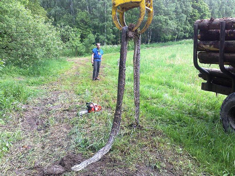 Šestimetrového škrtiče našli v úterý lesáci mezi kládami na skládce dřeva nedaleko Vykmanova. Mrtvý had skončil v kafilérii.