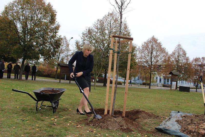 Lípa poroste v areálu krajského úřadu v Karlových Varech