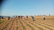 Běžci z Rozběháme Vary už nějaký ten den brigádničí na Farmě Stebno u Petrohradu. Foto: Rozběháme Vary