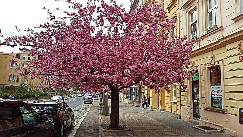 Takto nádherná je Moskevská ulice jen pár dnů v roce.