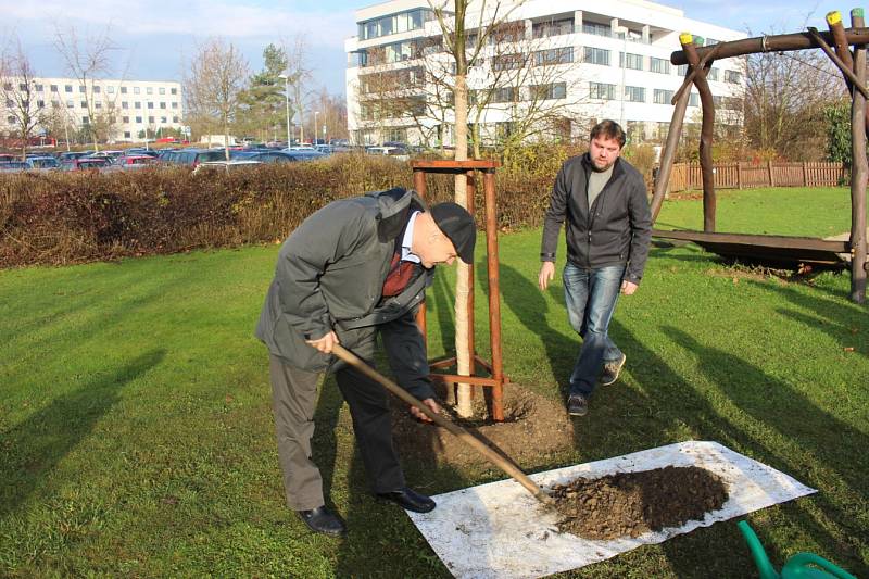 Zasazení knihovnického stromu u krajské knihovny v areálu hejtmanství. 