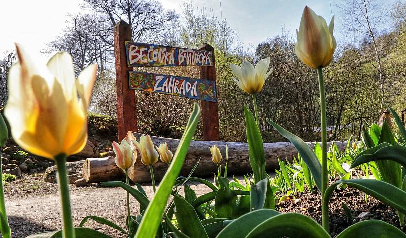 Z Bečovské botanické zahrady. /náhledové foto/