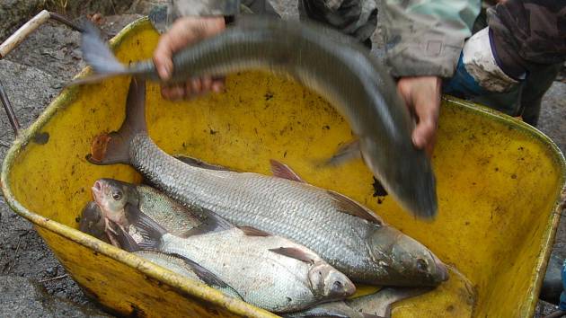 Aby se rybáři dočkali i v řece takových úlovků, jako tomu bylo v Novorolském rybníku, vypustili do řek nové ryby.