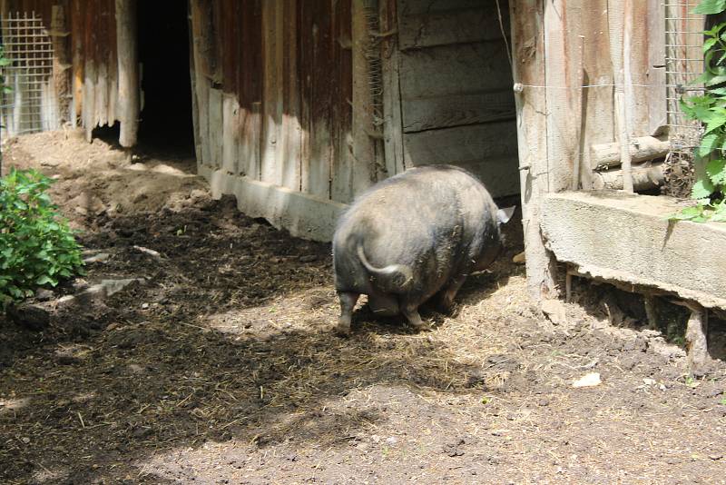 Na farmě Kozodoj v Karlových Varech žije hned několik zvířecích veteránů. Každá zvíře má právo tu dožít.