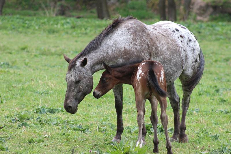 V areálu Dětský ráj Svatošky mají nová jehňata, kůzlata i hříbata. Areál chová plemeno appaloosa.