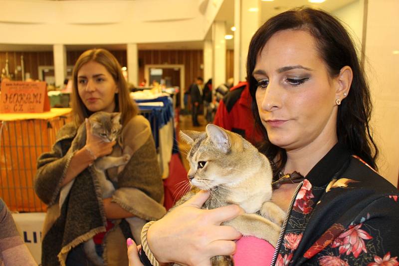 Mezinárodní výstava koček v Karlových Varech.