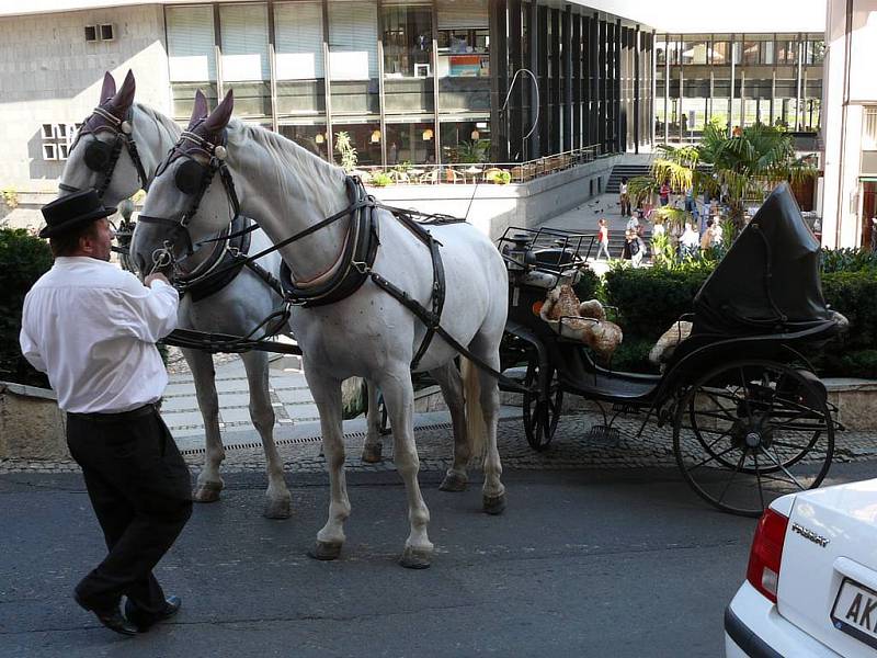 Koně ve stresu. Na snímku už jsou koně, které drsně předjelo auto v centru lázní,  zklidněni, ale k neštěstí opět nebylo daleko.