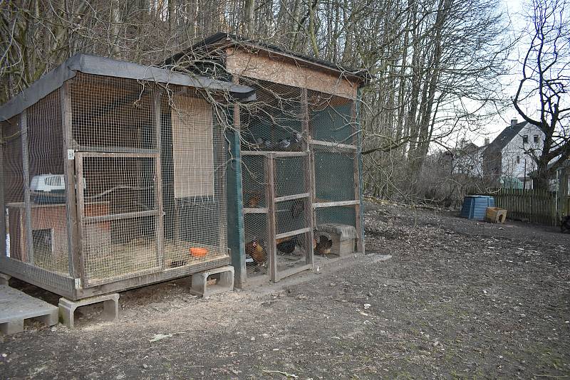 Azyl tu našli vysloužilí poštovní holubi i malé prasátko - nechtěný narozeninový dárek.