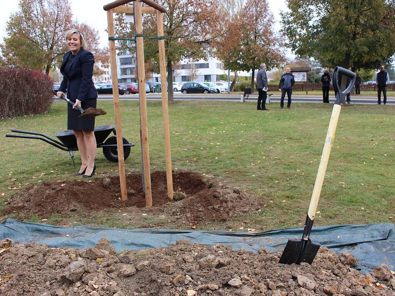 Lípa poroste v areálu krajského úřadu v Karlových Varech