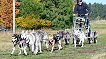 Republikové tituly se o víkendu rozdávaly v rámci mistrovství psích spřežení na suchu v horských Abertamech, kde se představilo bezmála sto čtyřicet mašérů v několika kategoriích.