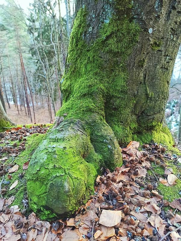 Stromy v karlovarských lázeňských lesích vytvářejí zajímavé úkazy.