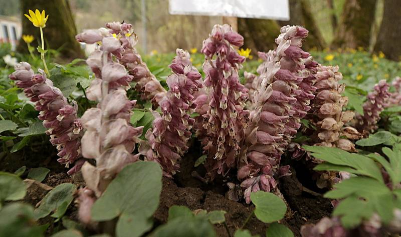 Z Bečovské botanické zahrady