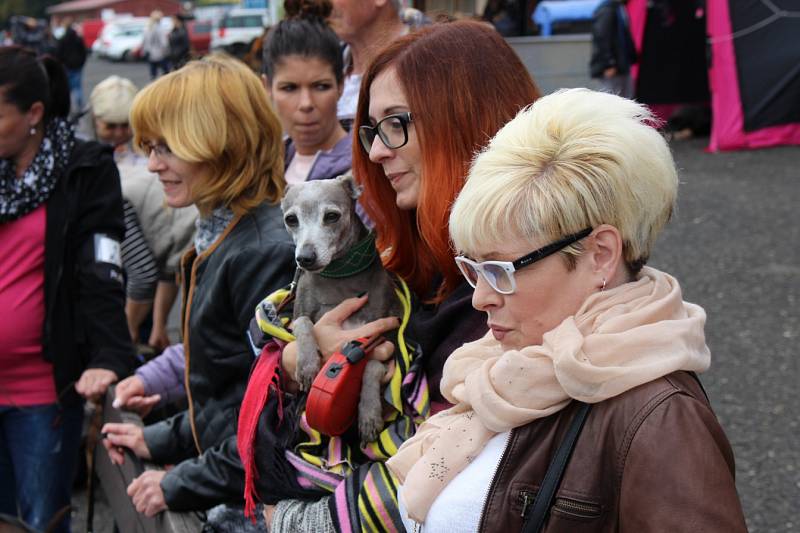 Krajská výstava psů v Karlových Varech.