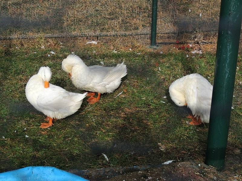 Chovatelská výstava v Kladně-Rozdělově. Tamní základní organizace slaví letos 110 let od založení.